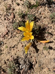 Romulea tortuosa