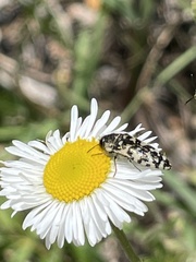 Acmaeodera decipiens