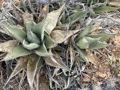 Agave deserti