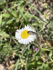 Acmaeodera decipiens