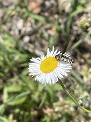 Acmaeodera decipiens