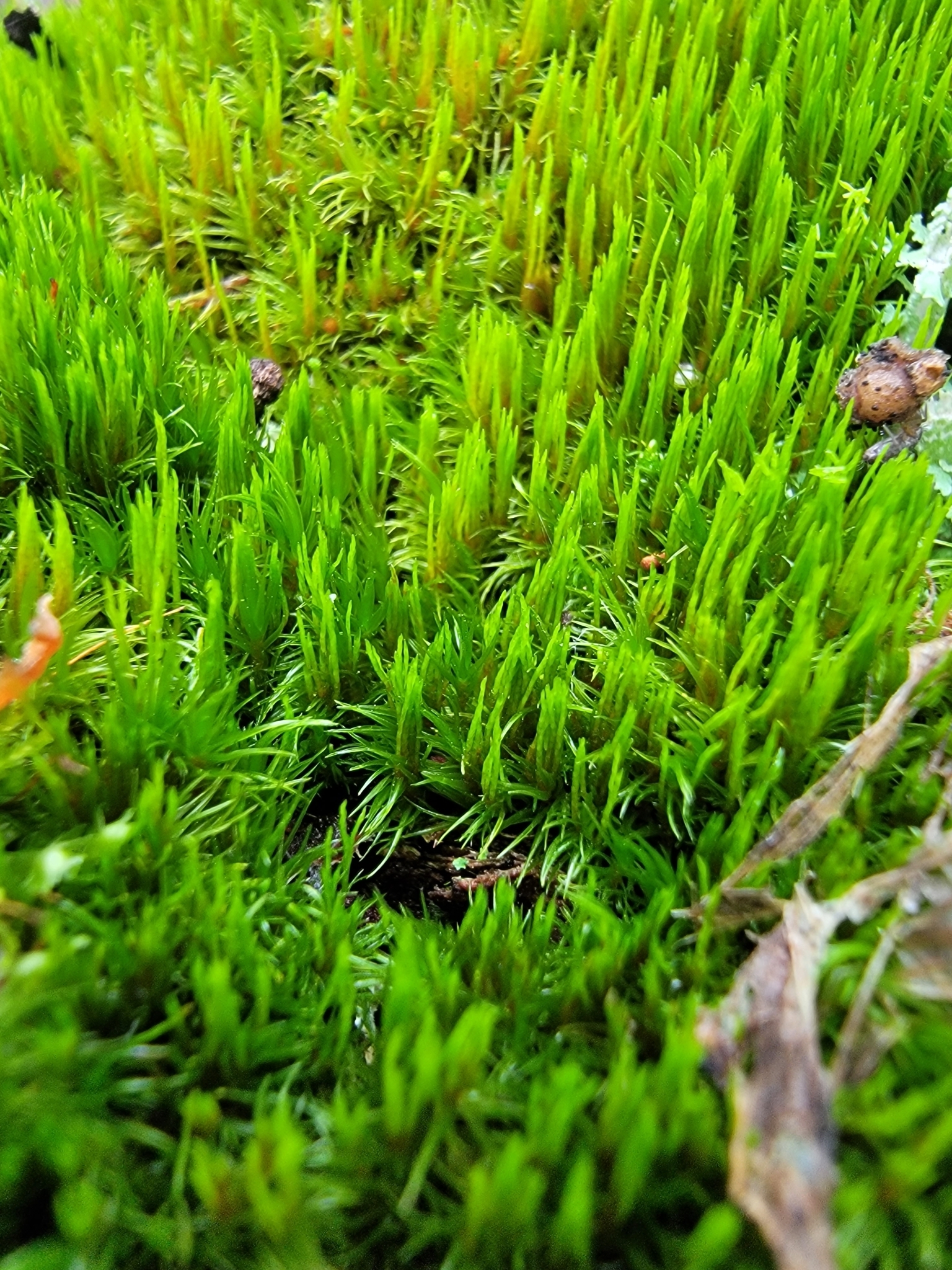 Dicranum flagellare