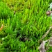 Whip Fork Moss - Photo (c) Rob Routledge, some rights reserved (CC BY-NC), uploaded by Rob Routledge