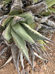 Agave deserti
