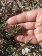 Astrodaucus littoralis