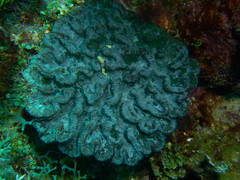 Mycetophyllia