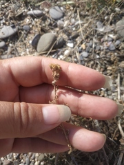 Helichrysum arenarium