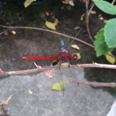 Erythemis mithroides