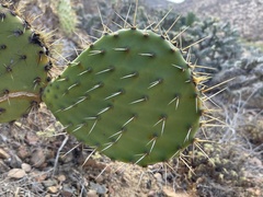 Opuntia clarkiorum