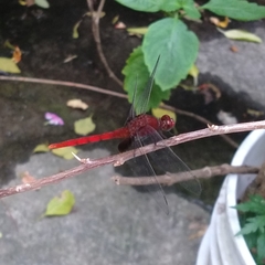 Erythemis mithroides