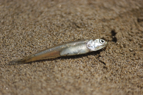 Langsnuit-ansjovis (Anchoa nasus) — Engraulidae — 4