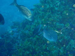 Pachymetopon blochii