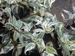 Ficus sagittata