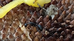 Camponotus angusticollis