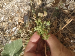 Astrodaucus littoralis