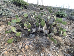 Opuntia clarkiorum