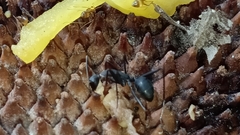 Camponotus angusticollis
