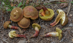 Xerocomellus redeuilhii