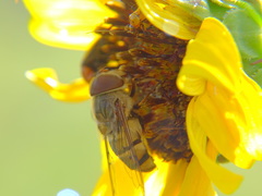 Palpada vinetorum