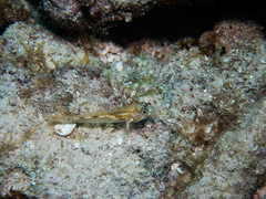Coryphopterus eidolon