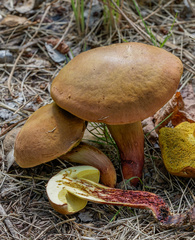 Xerocomellus redeuilhii