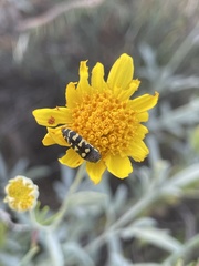 Acmaeodera alicia