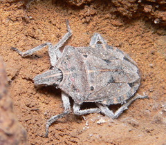 Peltasticus punctatus