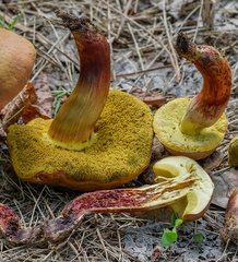 Xerocomellus redeuilhii