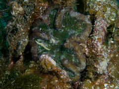 Mycetophyllia