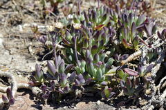 Curio crassulifolius