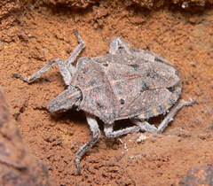 Peltasticus punctatus