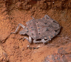 Peltasticus punctatus