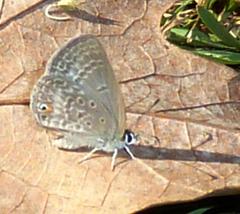 Euchrysops malathana