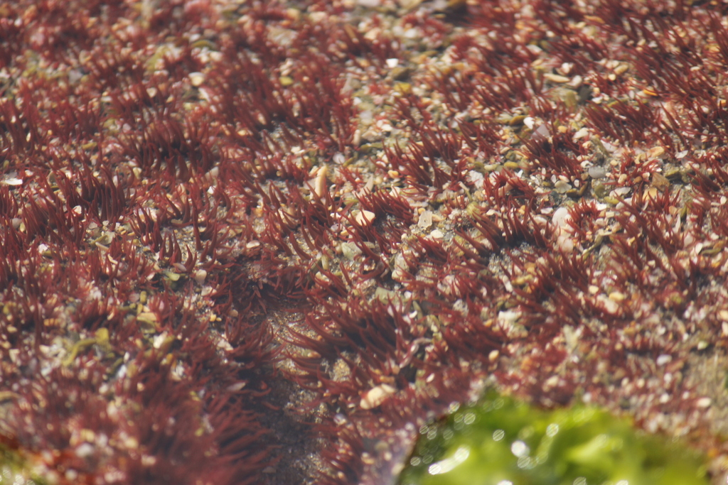 Anthopleura mariscali