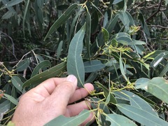 Eucalyptus exserta