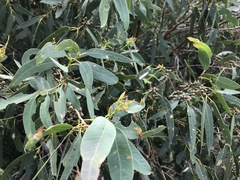 Eucalyptus exserta