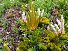 Austrolycopodium alboffii