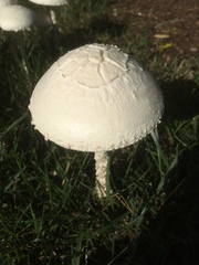 Saproamanita thiersii