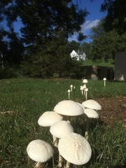 Saproamanita thiersii