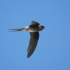 Hemiprocne longipennis