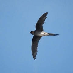 Hemiprocne longipennis