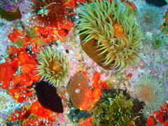 Pseudactinia flagellifera