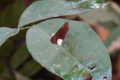 Cobalus virbius