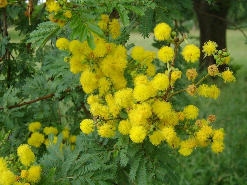 Vachellia karroo, Roodeplaat Farm (ARC), NE of Pretoria
