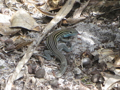 Aspidoscelis sexlineatus