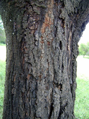 Vachellia karroo
