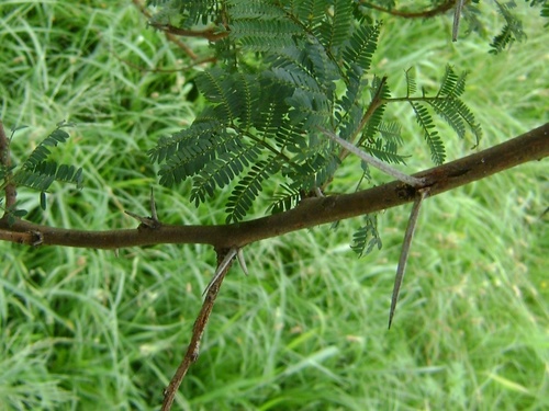 Vachellia karroo