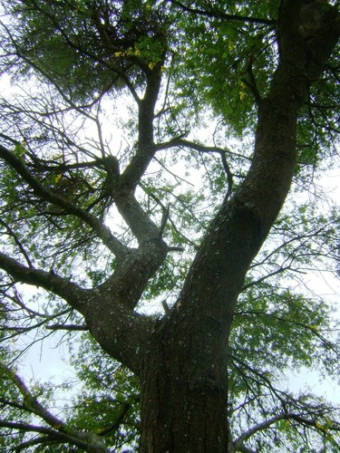 Vachellia karroo