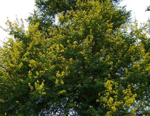 Vachellia karroo