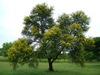 Sweet Thorn - Photo no rights reserved, uploaded by Riaan Stals